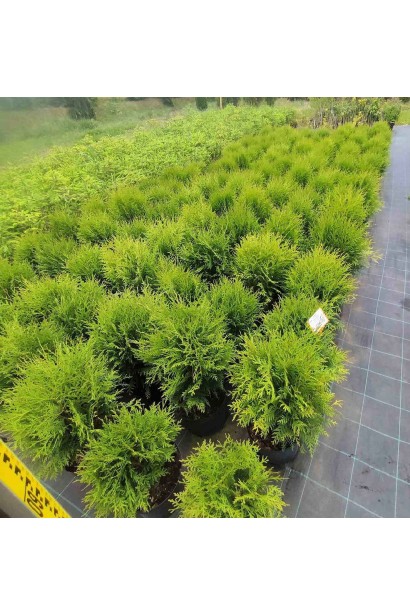 Туя західна Літл Чемпіон - 5л/вис.30-35см/Ø20-30см